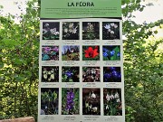 14 La flora della Valle del Giongo